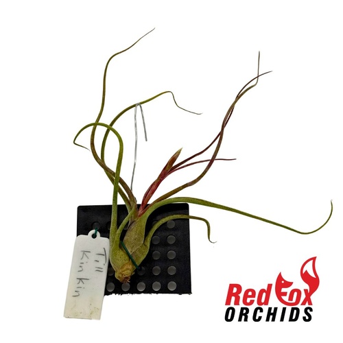 Tillandsia Kinkin