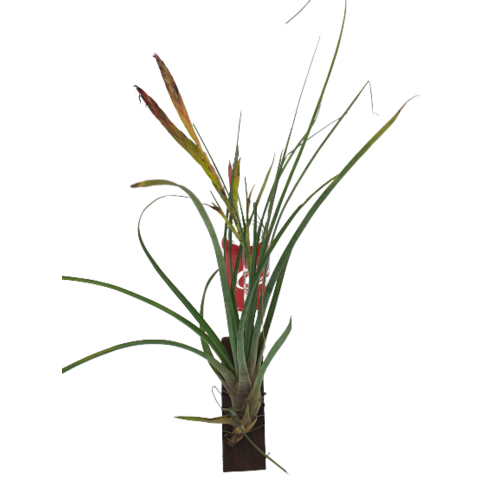 Tillandsia oseriana