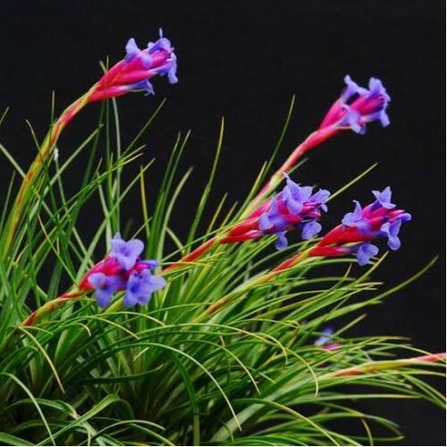 Tillandsia tenuifolia var saxicola