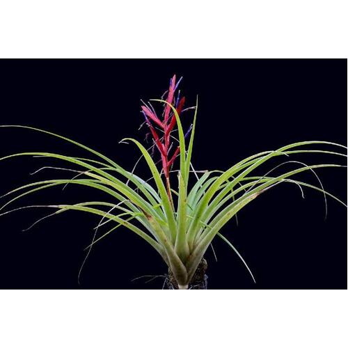 Tillandsia variabilis