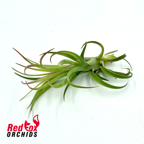 Tillandsia victoria