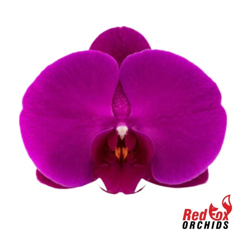 Phalaenopsis Freeride