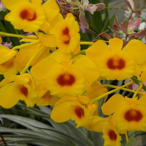 Dendrobium chrysotoxum