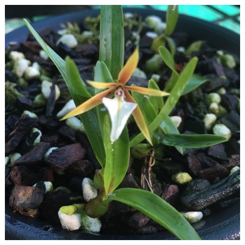Dinema polybulbon