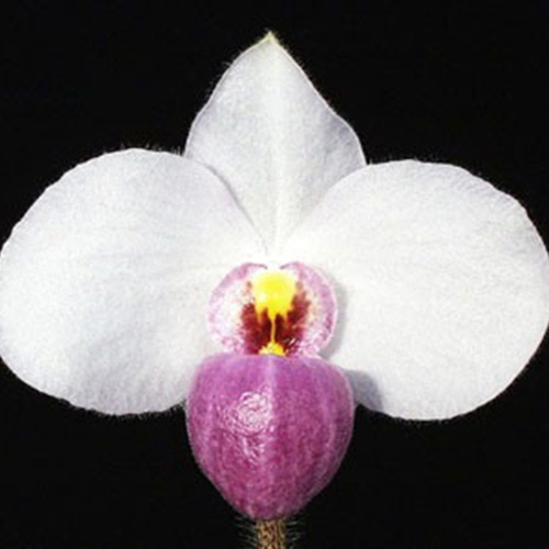Paphiopedilum delenatii