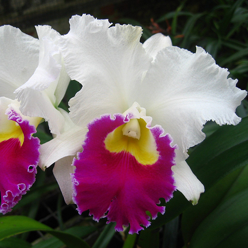 Cattleya Orglade's Grand