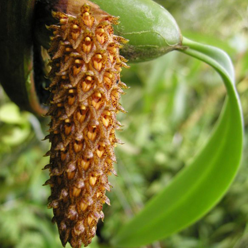 Bulbophyllum crassipes