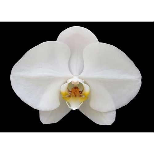 Phalaenopsis Sogo Yukidian