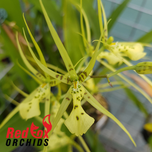 Brassia verrucosa