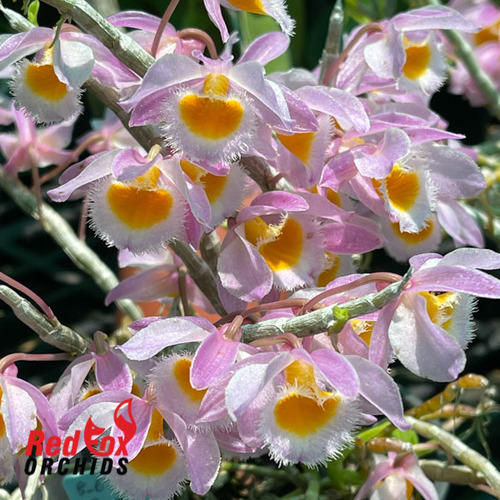 Dendrobium loddigesii
