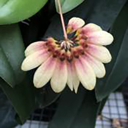 Bulbophyllum flabellum-veneris 'Light'