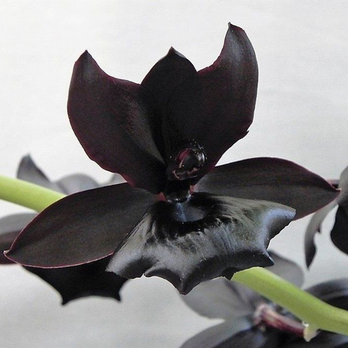 Monnierara Millennium Magic 'Witchcraft' FCC/AOC