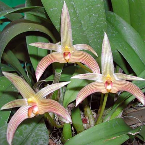 Bulbophyllum Mem Richard Mizuta