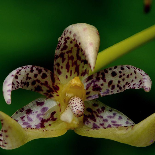 Bulbophyllum baileyi (NQ form)
