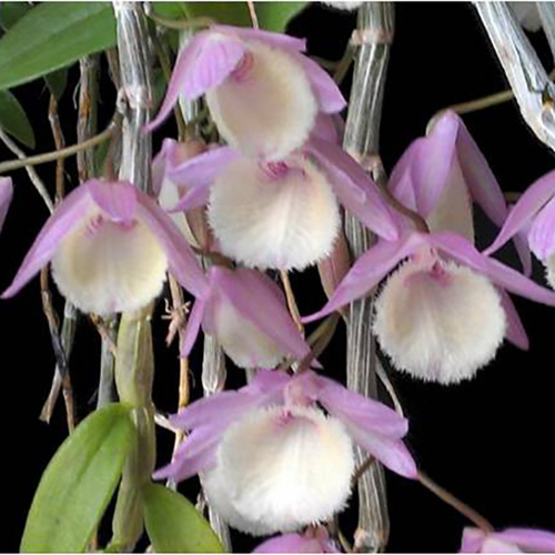 Dendrobium aphyllum