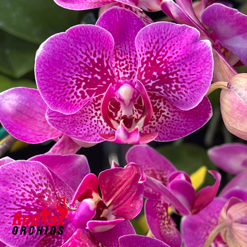 Phalaenopsis Burgundy