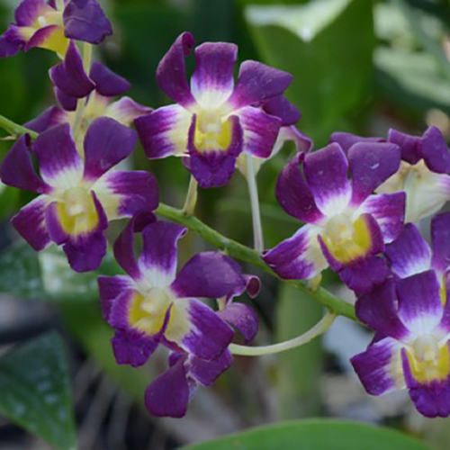 Dendrobium Burana Sunshine