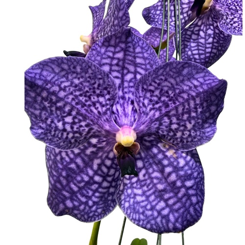 Vanda Somsri Glory Blue
