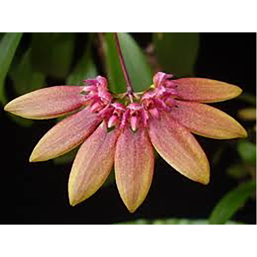 Bulbophyllum baucoense