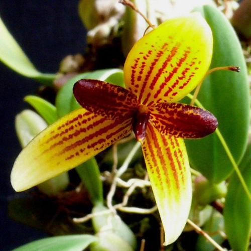 Bulbophyllum pardalotum