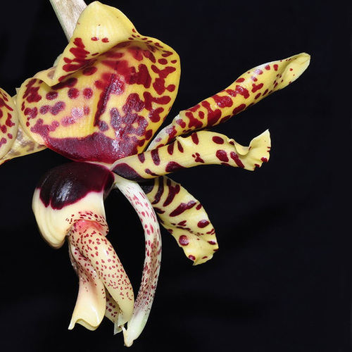 Stanhopea tigrina