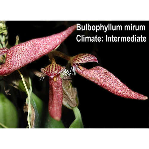 Bulbophyllum mirum