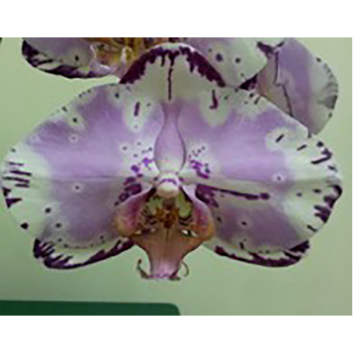 Doritaenopsis Dream Girl