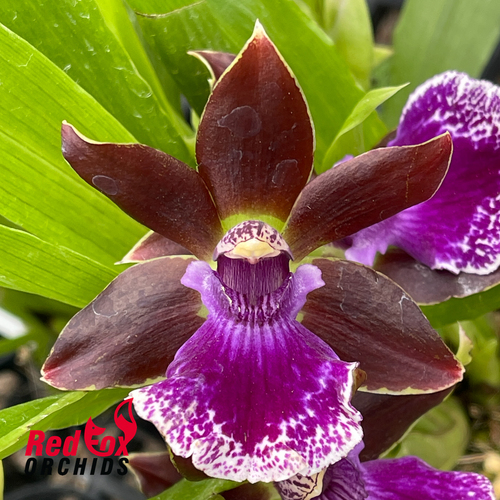 Zygopetalum Debbie De Mellow ‘Honolulu Bay’