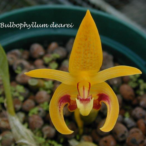 Bulbophyllum dearei