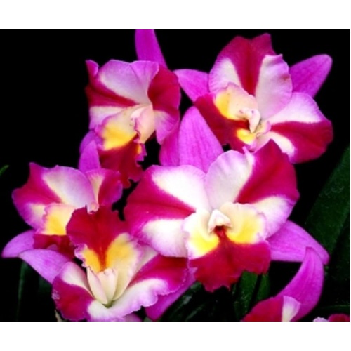 Laeliocattleya Sogo Doll 'Little Angel'