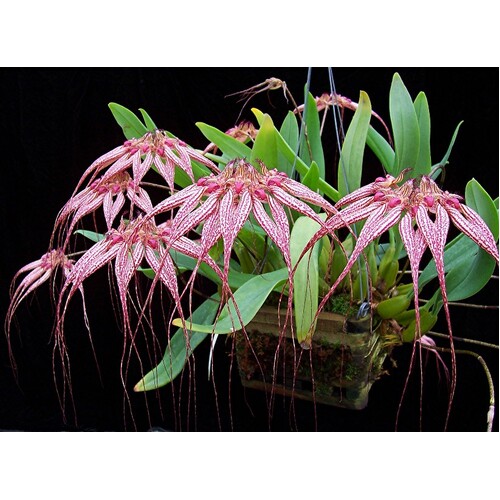 Bulbophyllum Lovely Elizabeth