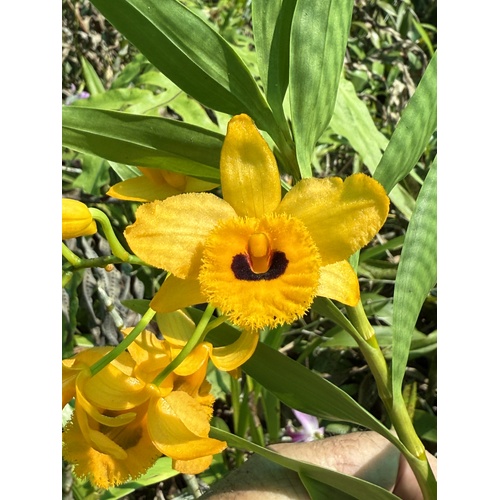 Dendrobium fimbriatum var. occulatum