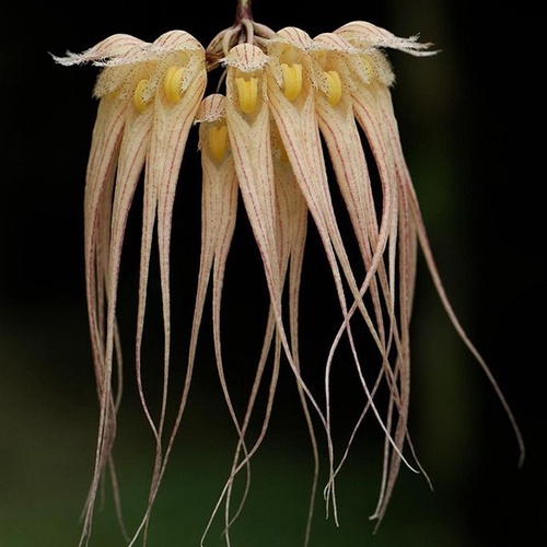 Bulbophyllum sanguineopunctatum 'White'
