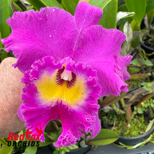 Rhyncholaeliocattleya Nan Chang Silk 'CT Olympic Torch'