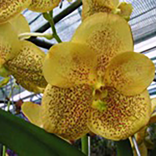 Vanda Suksamran Gold Spot