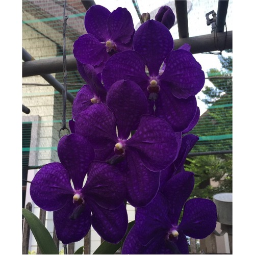 Vanda Pachara Delight