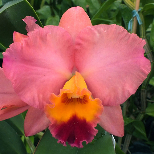 Sophrolaeliocattleya Final Touch Mendenhal