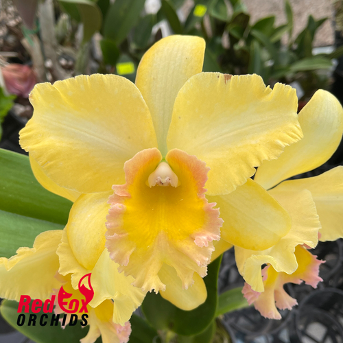 Cattleya Malworth