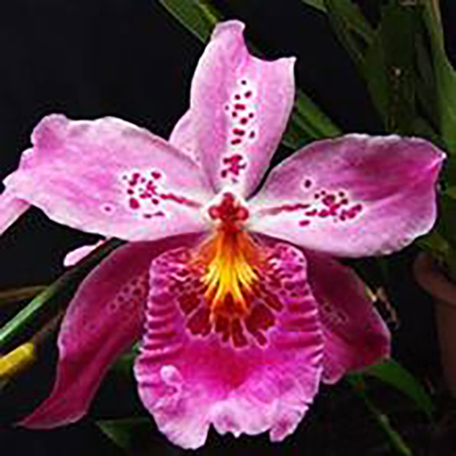 Vuylstekeara Carnivale 'Okika'