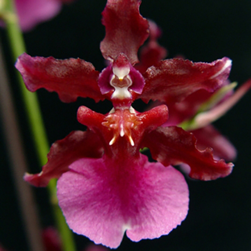 Oncidium Sharry Baby 'Sweet Fragrance'