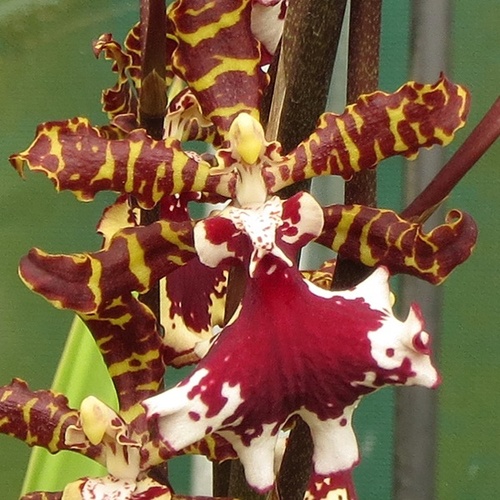Odontocidium Everglades Elegance ‘Nancy Lee’