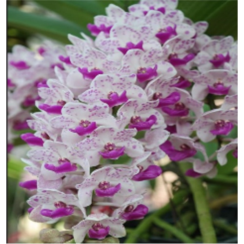 Rhynchostylis gigantea 'Spotted'