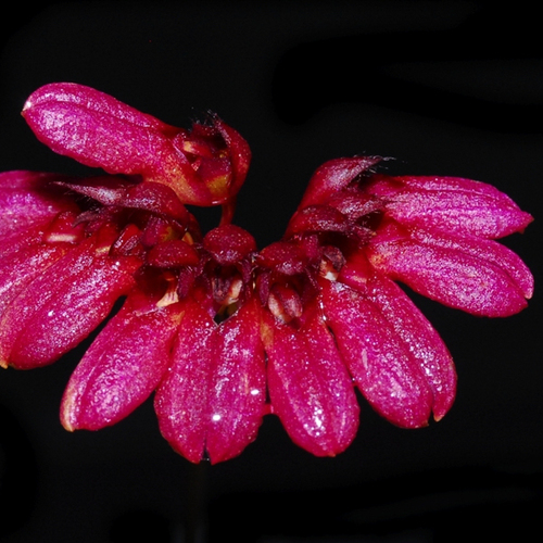 Bulbophyllum coralliferum Red