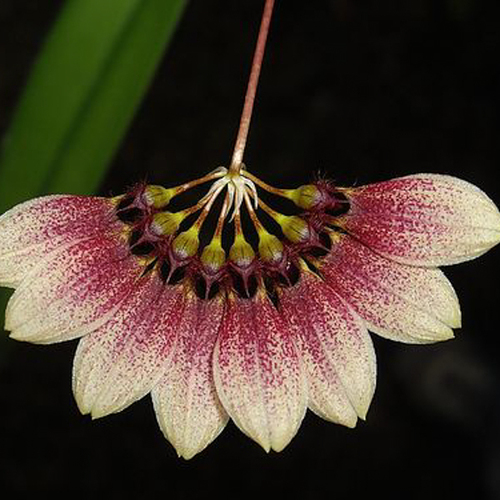 Bulbophyllum flabello-vernis Dark
