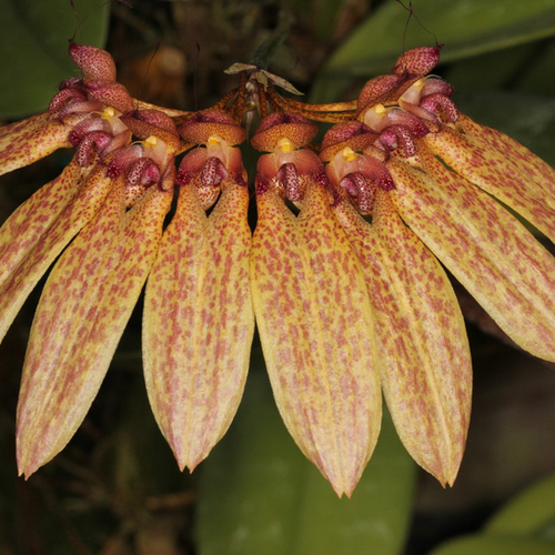 Bulbophyllum longiflorum  NQ uncommon