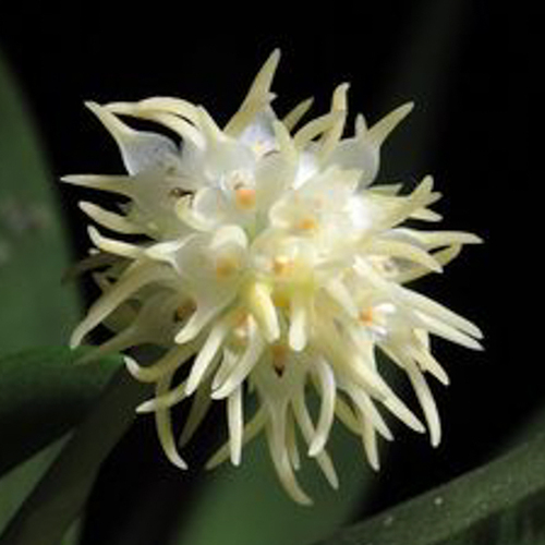 Bulbophyllum odoratissimum alba