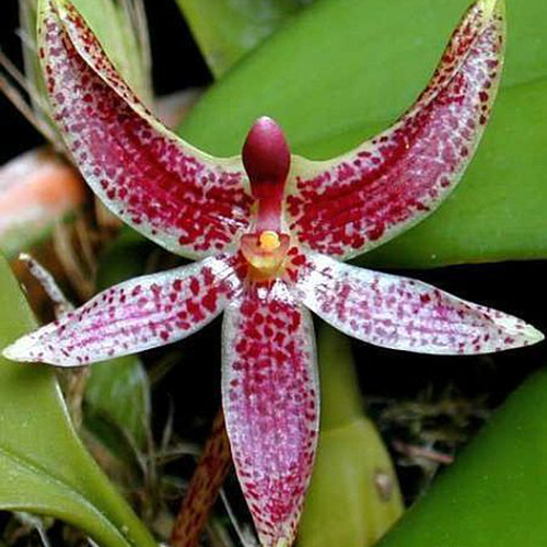 Bulbophyllum patens