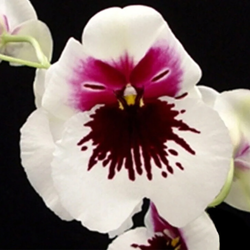 Miltoniopsis Robert Jackson 'Wild Thing'
