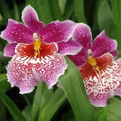 Odontonia Memoria Martin Orenstein 'Lulu'