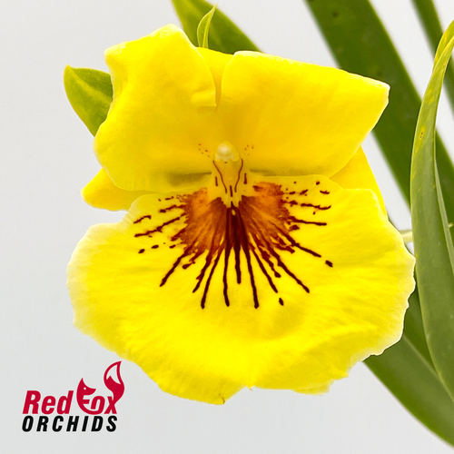 Miltoniopsis Freebryd  'Taxi'